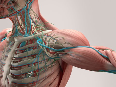 Human Anatomy