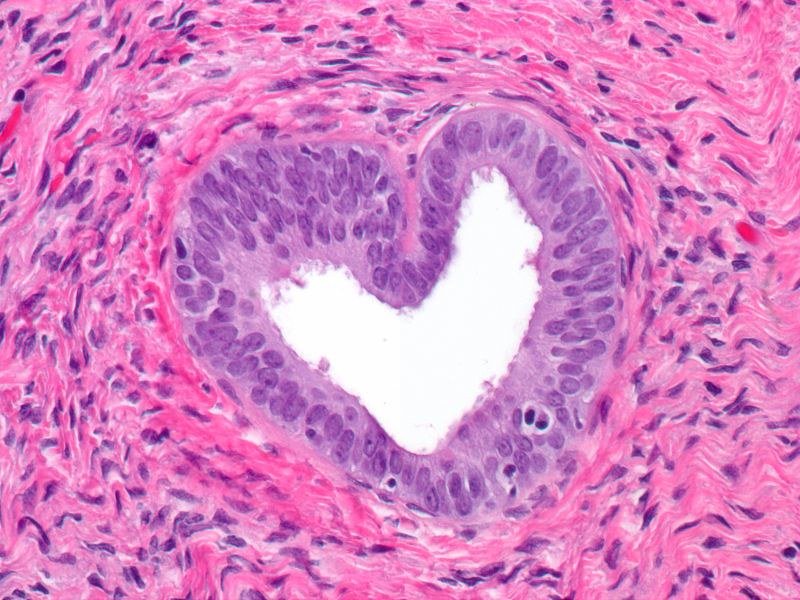 Histology & Cytology