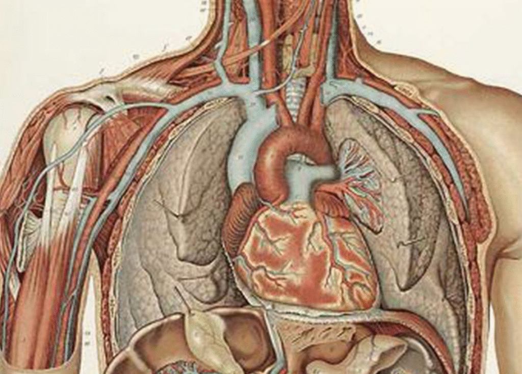 Topographical Anatomy